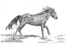 Chickasaw Mustang Runs Free