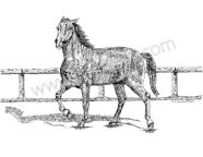 Mike, a Morgan Horse, Runs by Fence